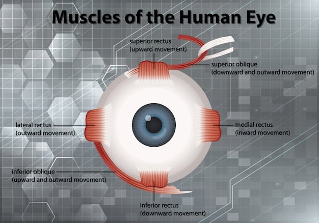 A detailed diagram illustrating the healthy human eye versus an eye affected by macular degeneration, specifically showing the deterioration of the macula.